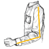 arm measure